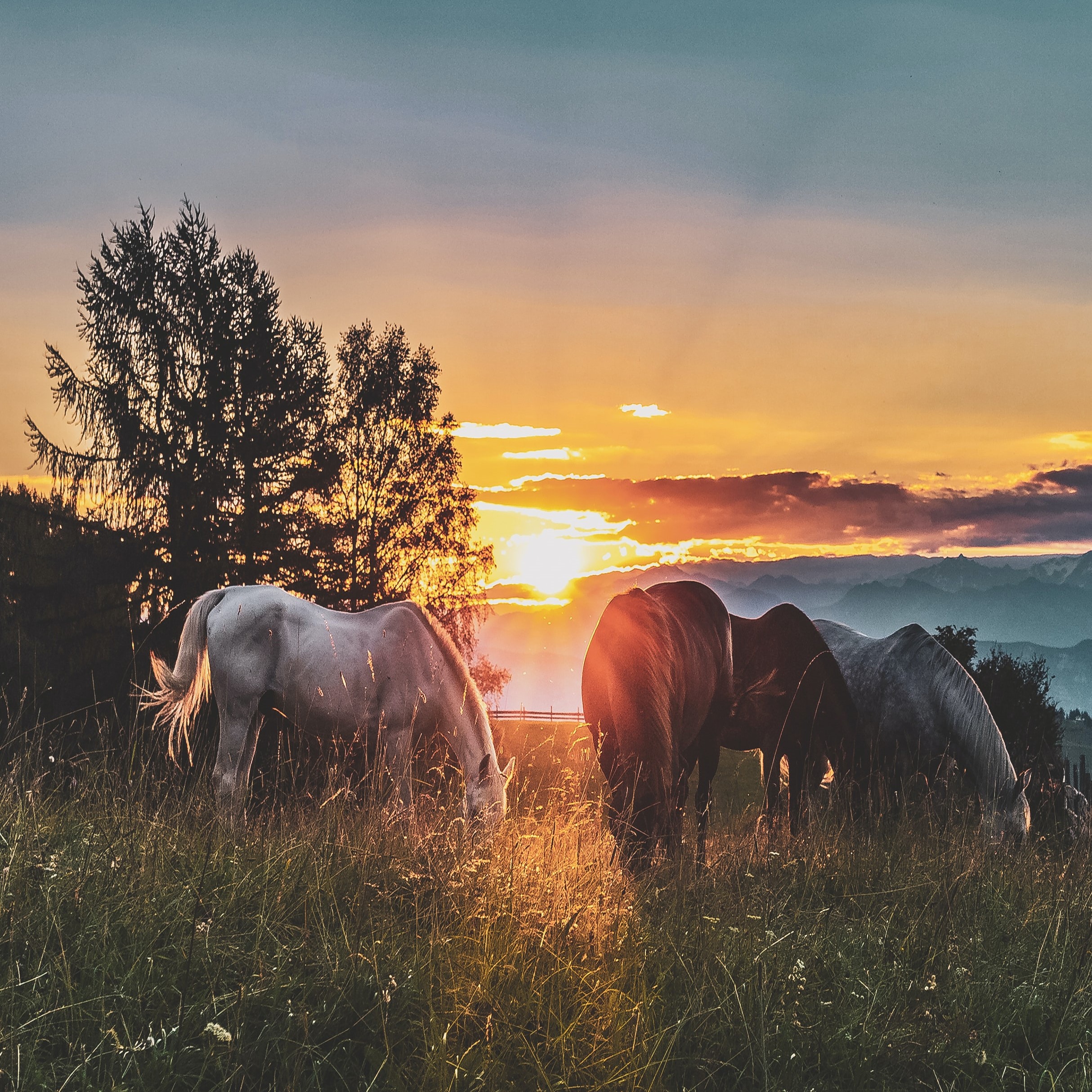 crepuscule avec plusieurs chevaux dans un pré